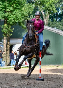 Working Equitation Goes Online - Spotlight Horse Shows Announces New Working Equitation Division